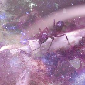 Ant animal totem