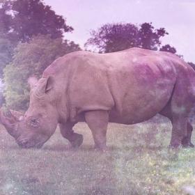 Rhino Symbolism 
