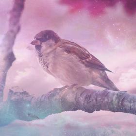 Sparrow spiritual meaning