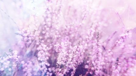 Heather (Lavender) Meaning