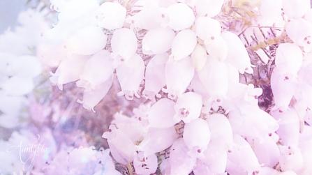 Heather (White) Meaning