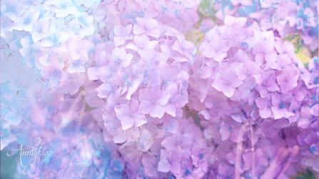 hydrangea meaning