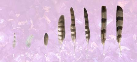 Hawk Feather Meaning