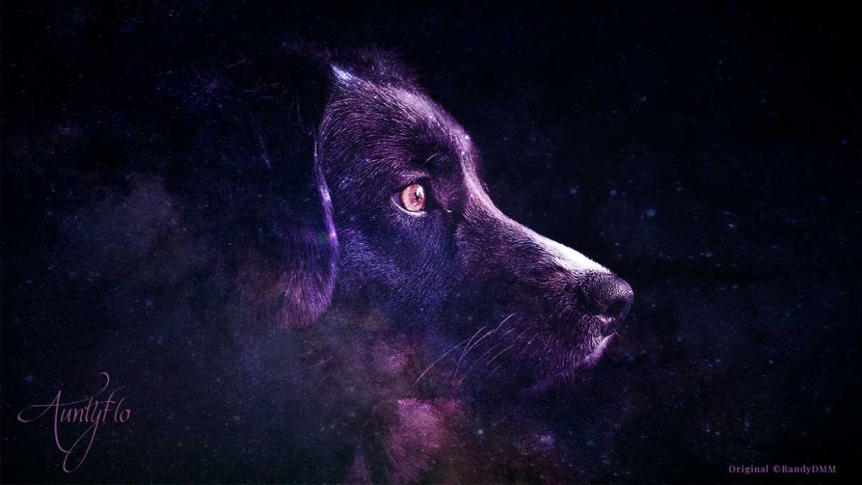 Dog: Awaken your magick powers | Auntyflo.com