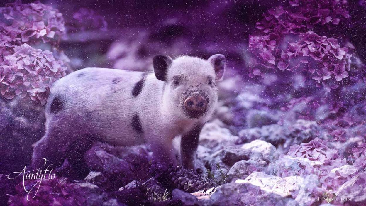 pig-symbolism-symbolic-meaning-auntyflo