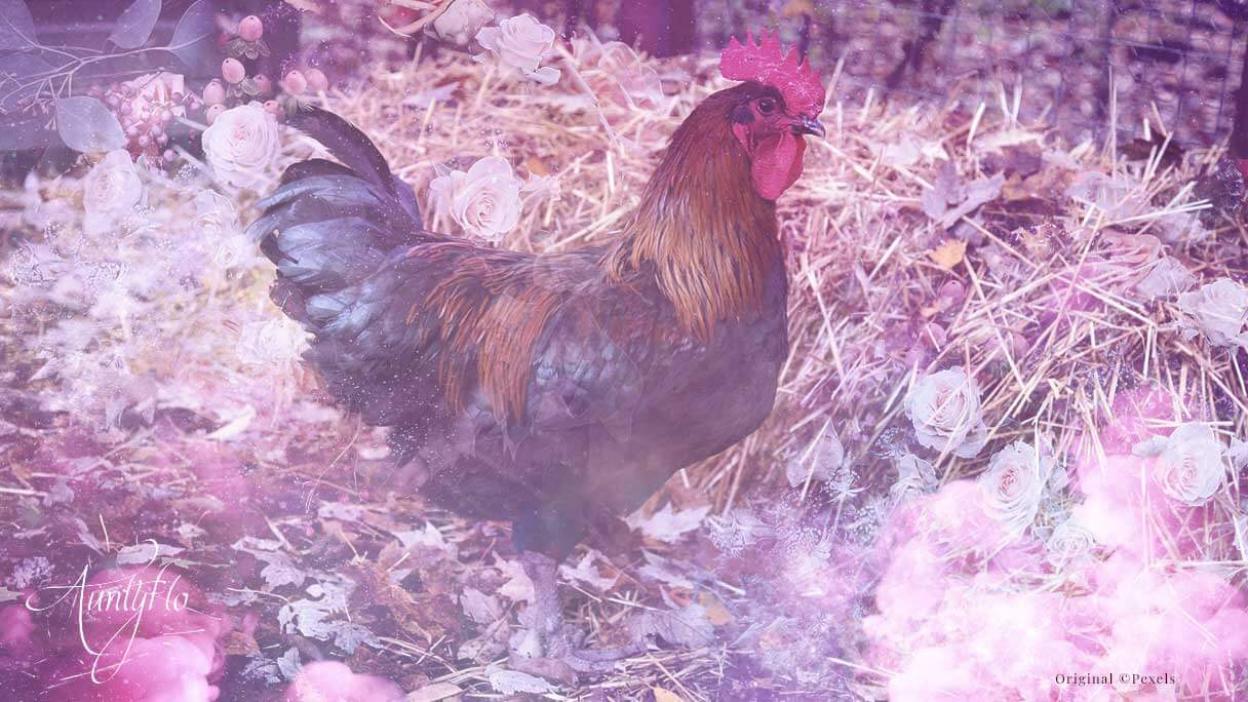 Rooster Awaken your magick powers