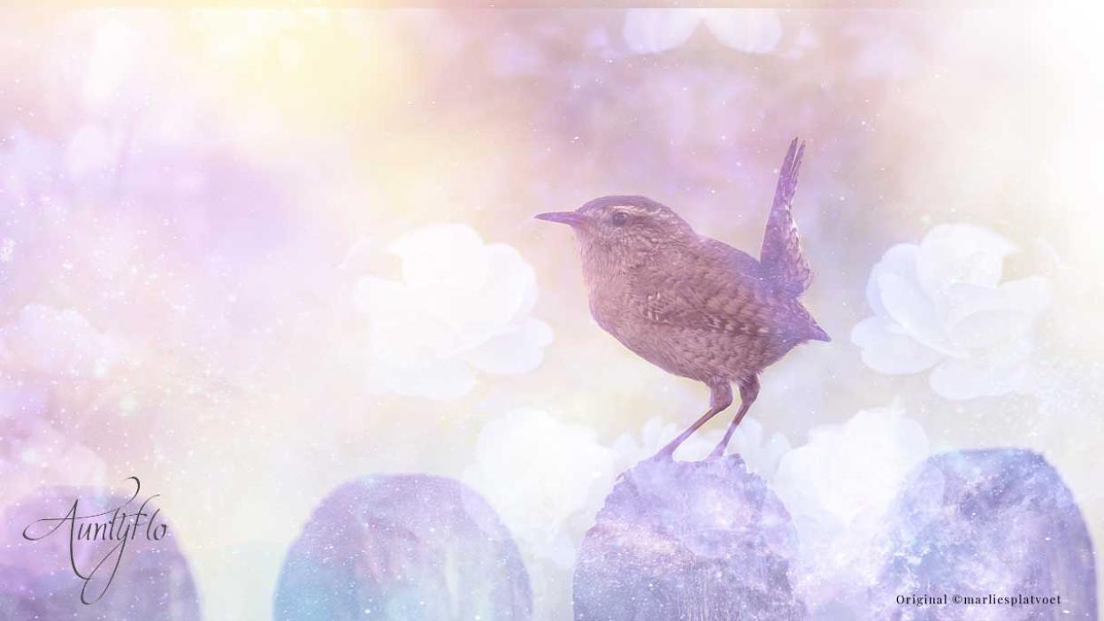 wren name meaning