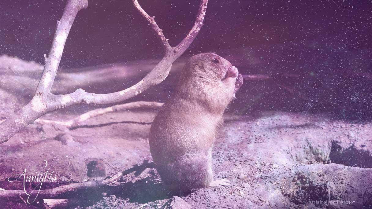 Lemming Spirit Animal, Totem, Symbolism and Meaning - What Dream Means