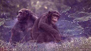 Chimpanzee Spiritual Meaning And Interpretation | Auntyflo.com