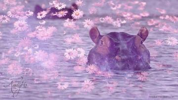 Baby hippopotamus bible dream dictionary